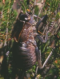 Pycnogaster jugicola-adult male-Páramo de la Lora-26.07.03 © Teresa Farino